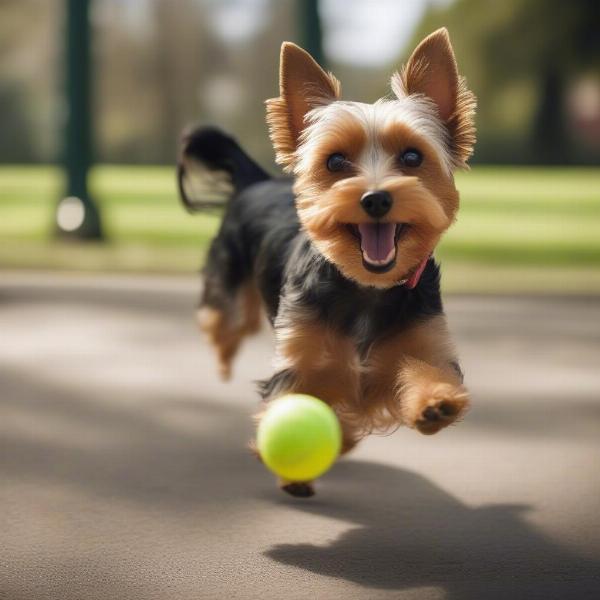 Yorkie Russell playing fetch