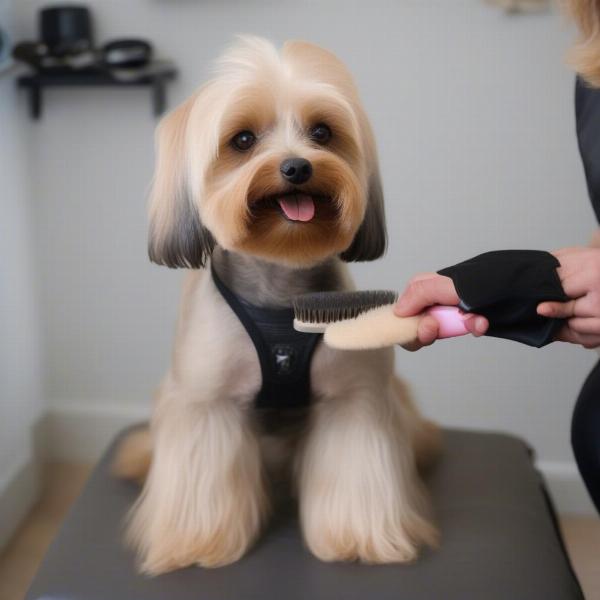 Yorkipoo being groomed