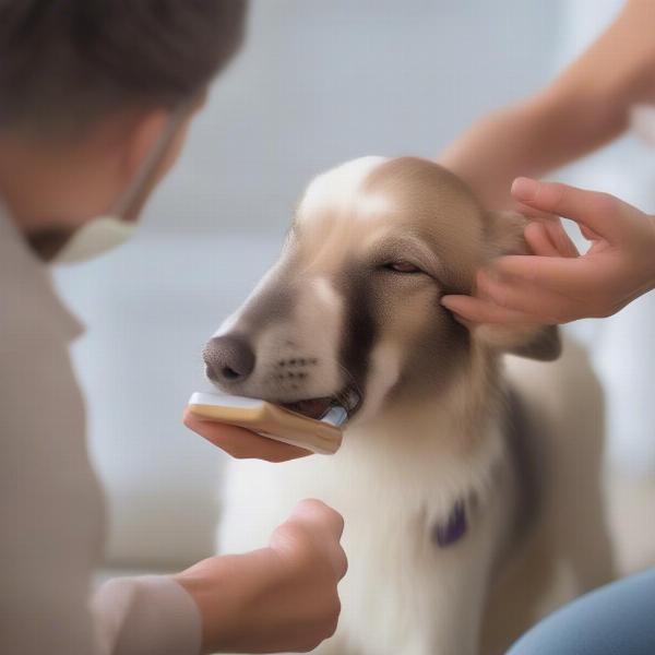 Administering Carprofen Tablets to a Dog