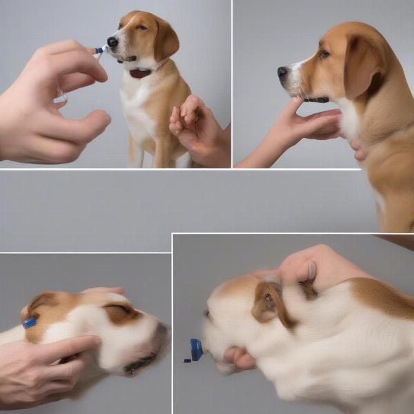 Administering Eye Drops to a Dog