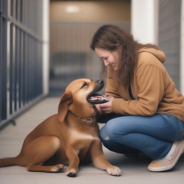 Adopting Dogs from Rescues in Blackpool