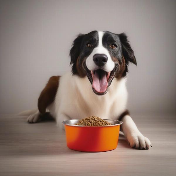 Dog Eating American Natural Premium Dog Food