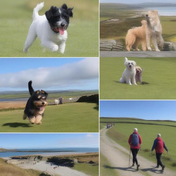 Anglesey Dog-Friendly Activities