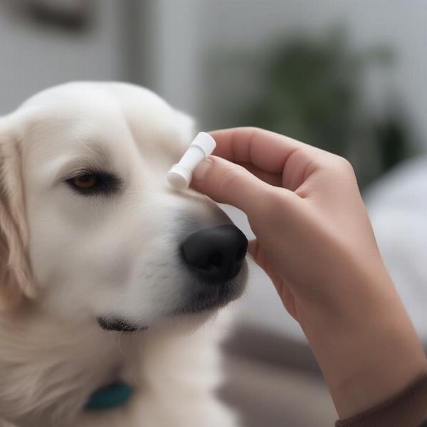 Applying dog nose cream to a dog's nose