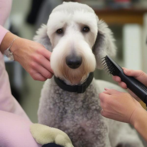 An adult Bedlington Terrier being groomed