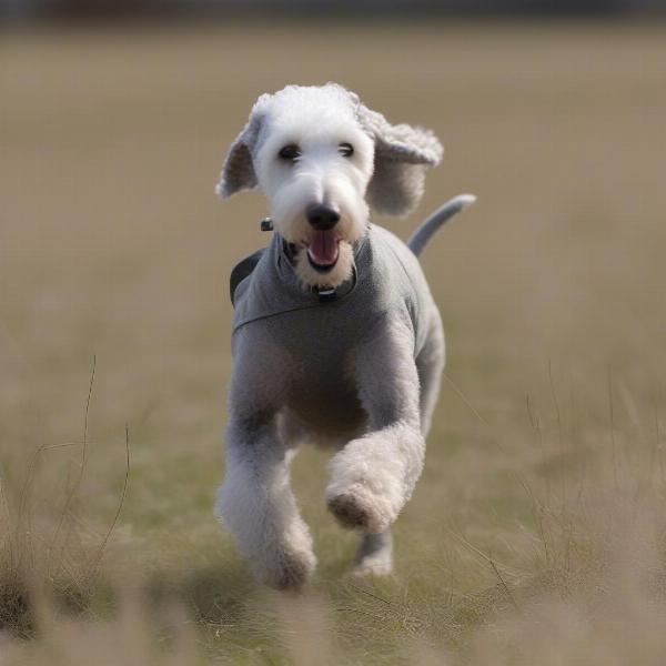 Bedlington Terrier working in a field