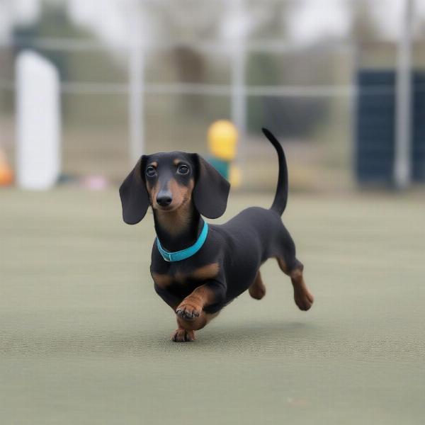 Blue Dachshund Training