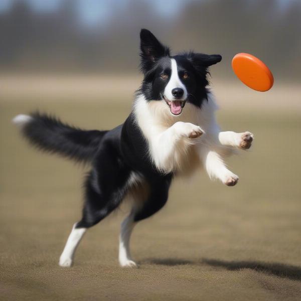 Border Collie Playing Frisbee