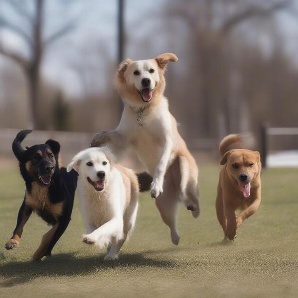 Dog Interactions at Brown County Dog Park