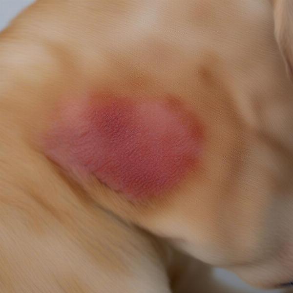 Dog with brush burn on skin