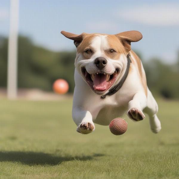 Bully Dog Playing Fetch