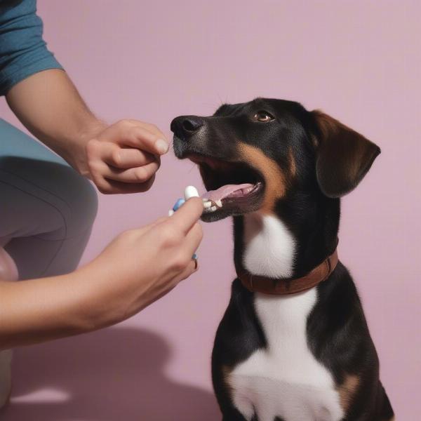 Giving dog medication