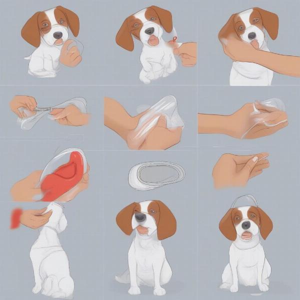 How to put on a dog condom