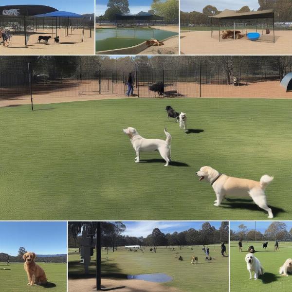 Dog Parks in Canberra: An Overview