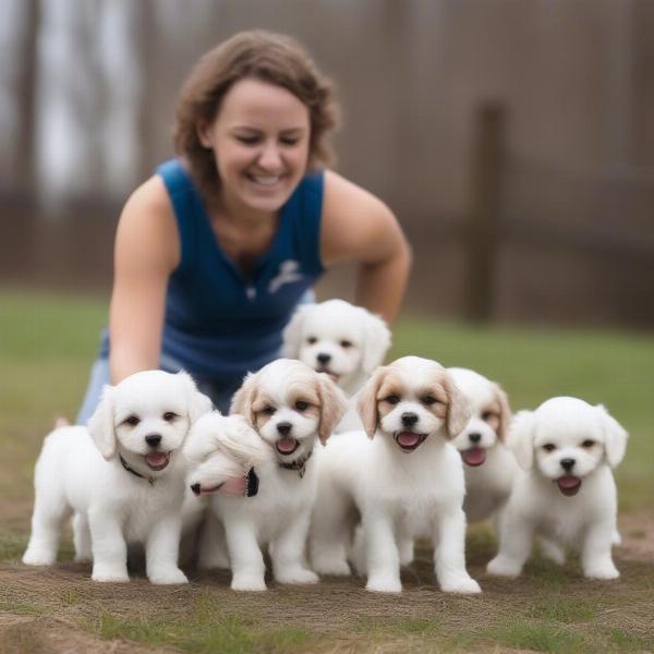 Cavachon puppies playing with a breeder in Ohio