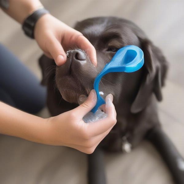 Cleaning and Maintaining Summer Dog Collars