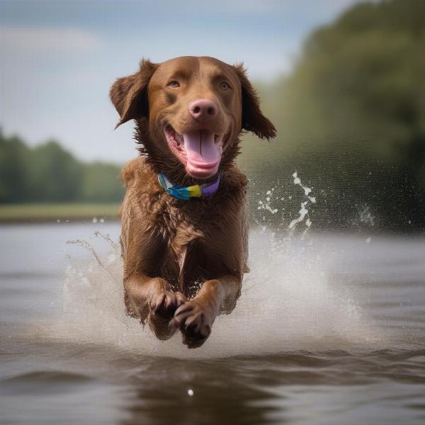 Chesapeake Bay Retriever playing fetch in the water