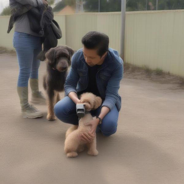 Meeting a Chipoo breeder