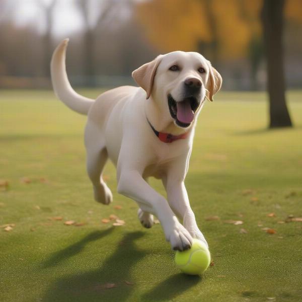 Dog playing fetch