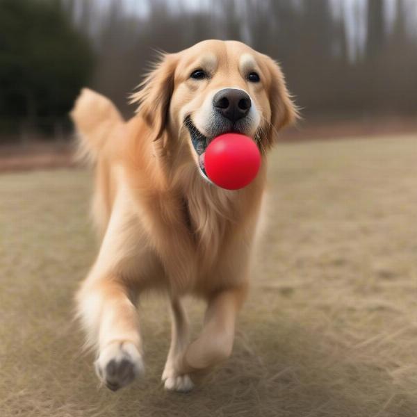 Dog playing with a durable rubber toy