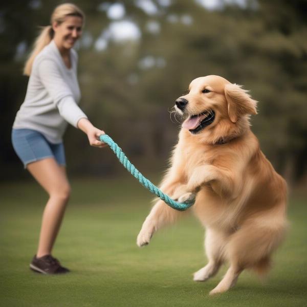 Dog playing tug-of-war with its owner