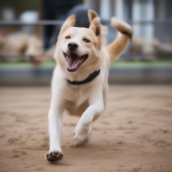 Happy dog playing at daycare