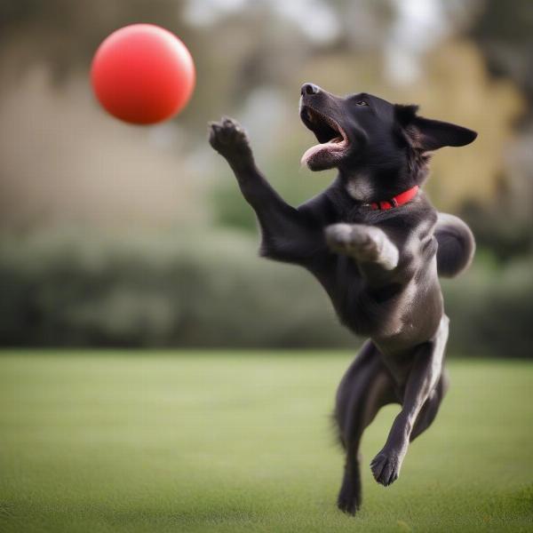 Interactive play with a rubber dog ball