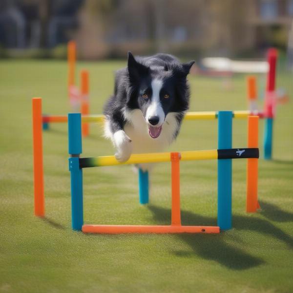 Choosing a Dog Agility Kit