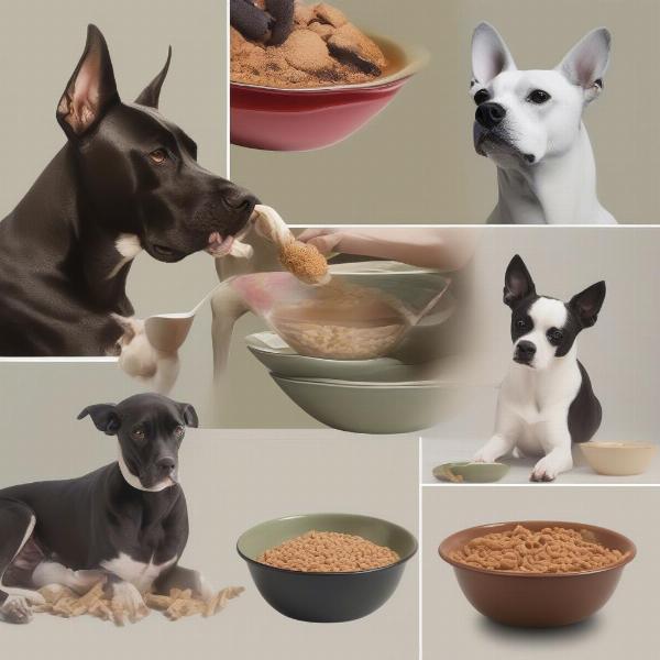 Choosing the Right Size and Height for Your Dog's Bowl