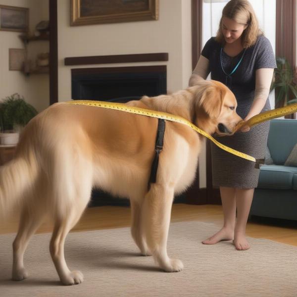 Measuring a large dog for a jumper