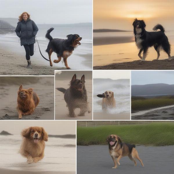 Choosing the right dog breed in Galway