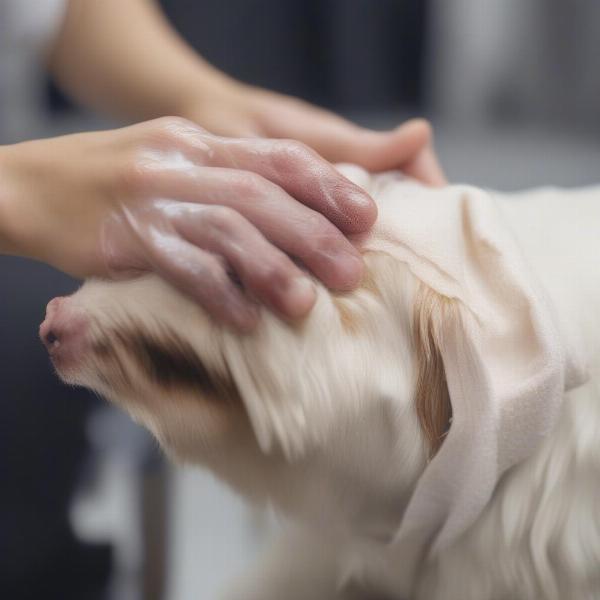 Cleaning a Dog's Paw Pad Cut