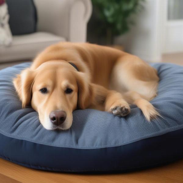 A comfortable blue dog bed