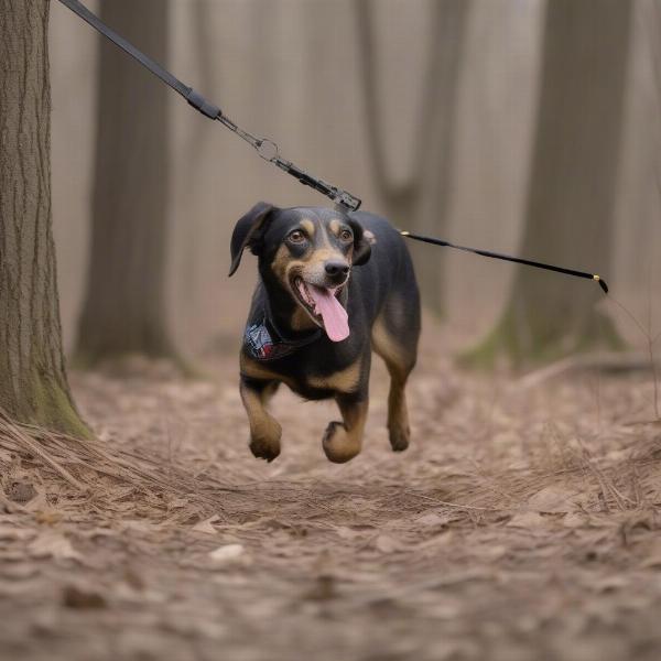 Coon Dog Field Trial Competition at Saluda NC Festival