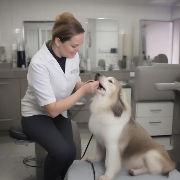 Darlington dog groomer gently checking a dog's ears and teeth.