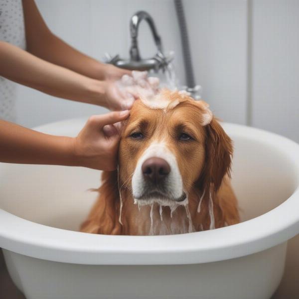 Dog Bathing