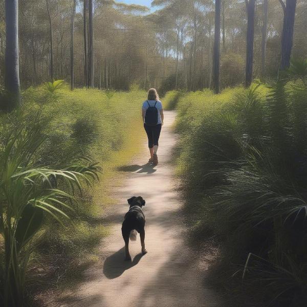 Dog-friendly walking trails on Bribie Island