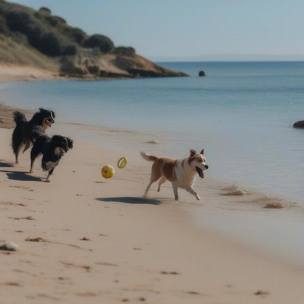 Dogs playing fetch on Fishermans Beach in Mornington