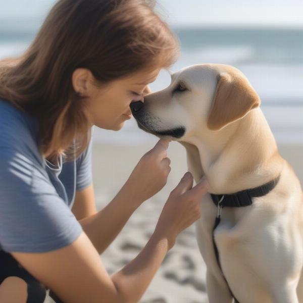 Dog Safety at the Beach