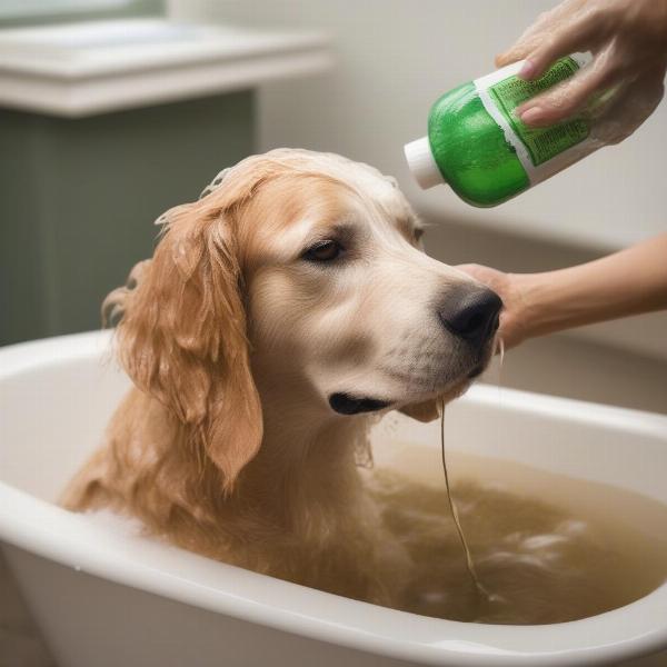 Dog Being Bathed with Neem Oil Shampoo