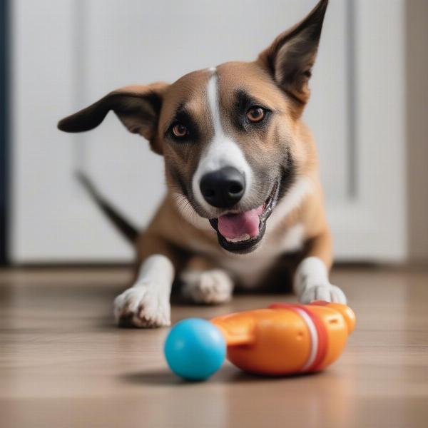 Dog Being Distracted With a Toy