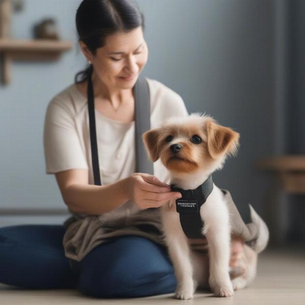 Owner gently introducing their dog to a new sling