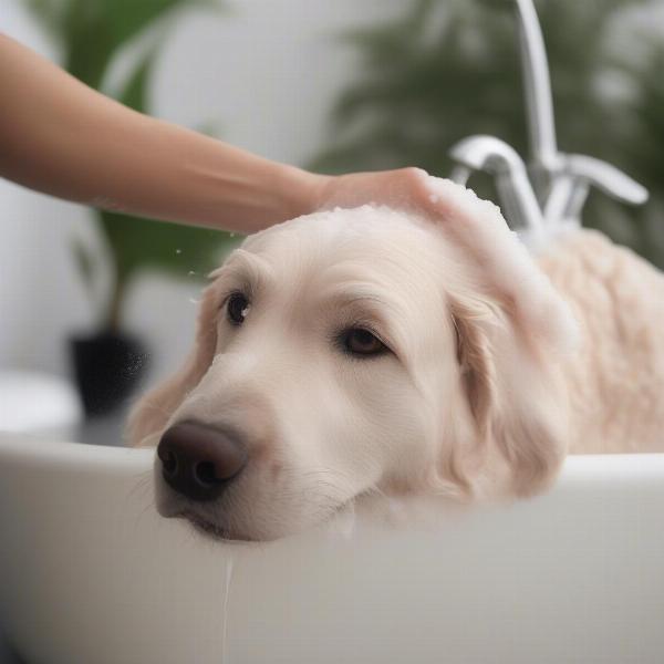 Washing a Dog with Moosh Shampoo