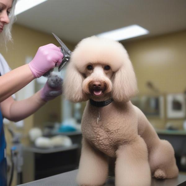 Professional dog grooming services at a boarding facility