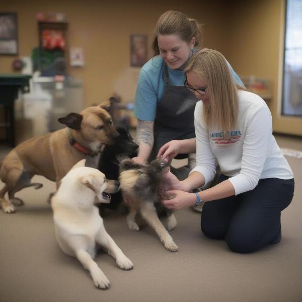 Staff interacting with dogs at a Longmont boarding facility