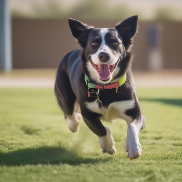 Happy Dog Playing at Dog Boarding in Menifee