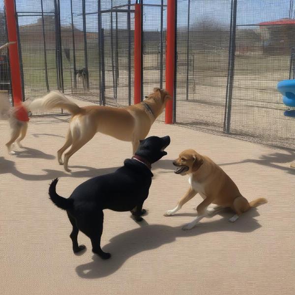 Dog Boarding Moore OK Playtime