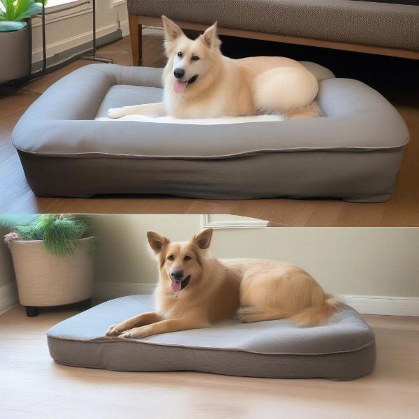 Is Investing in a Dog Chaise Worth It?