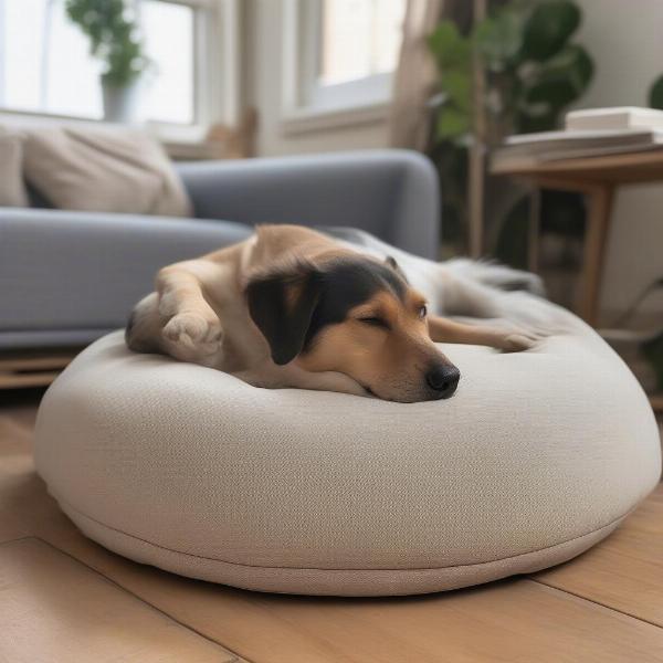 Ideal Placement for Your Dog's Cushion