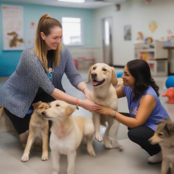 Dog Daycare Staff Interacting with Dogs